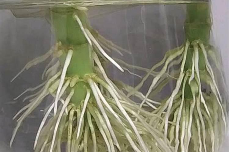 二胺是什么肥料