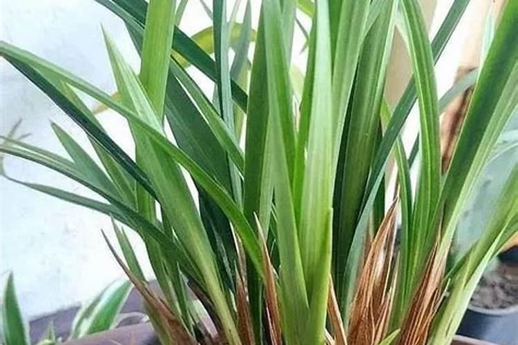 兰花的施肥方法用什么肥料？
