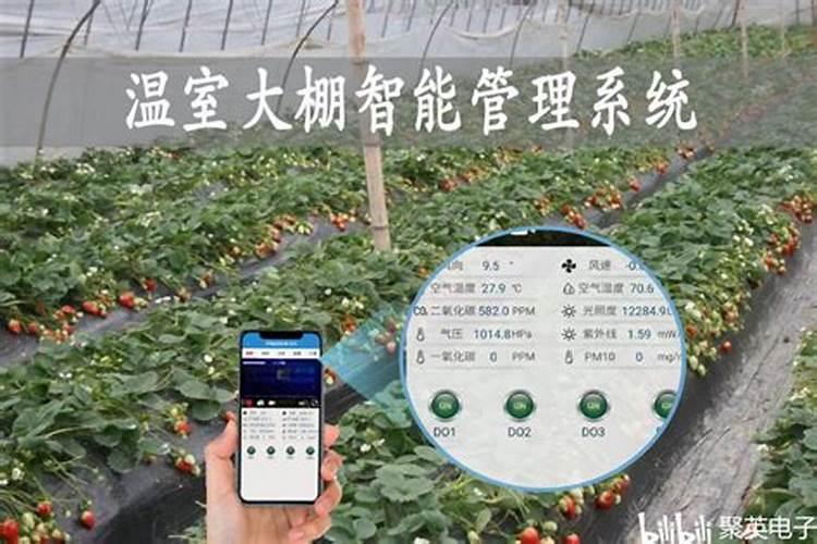 钙肥冲施滴灌好还是叶面喷施好？