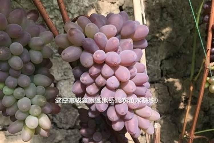 种葡萄用什么肥料？