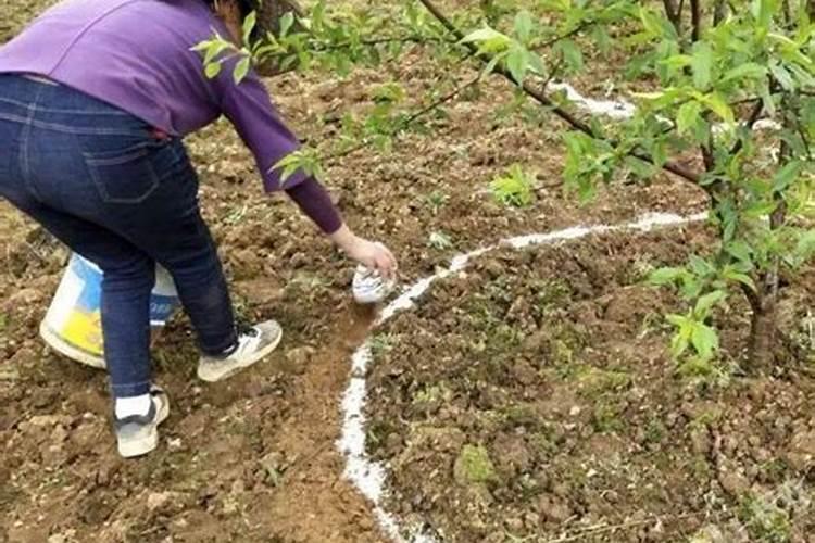 菜籽饼能不能直接拌土做基肥
