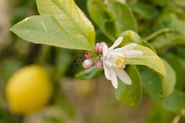 柠檬开花期间用什么肥料