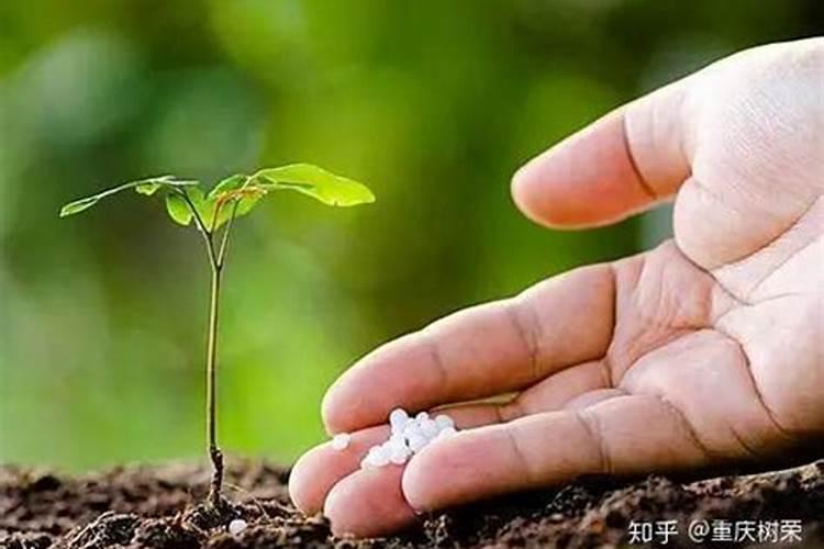 牡丹春季施什么肥料