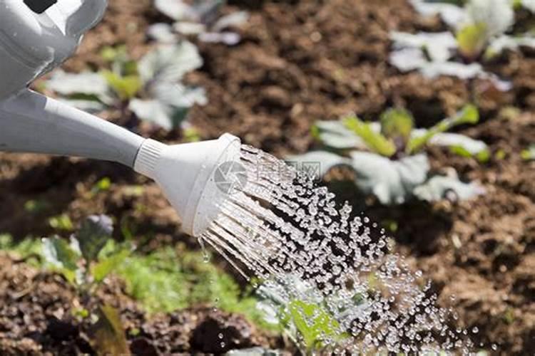 如何使用蔬菜冲施肥的使用方法