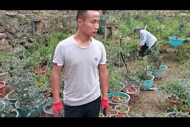 老鸦柿开花后怎么保果