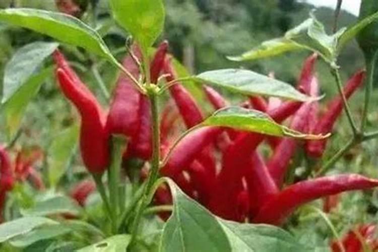 郑州市盛荣农业种植有限公司怎么样？