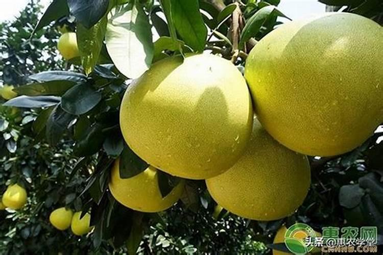 沙田柚喷施什么药剂保果？