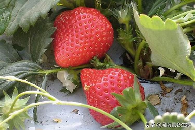 南宁花雨湖水果采摘攻略地点+费用