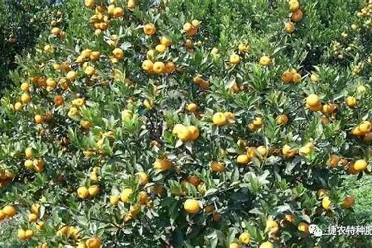 柑橘打花芽分化可以添加中微量元素等一起喷吗？