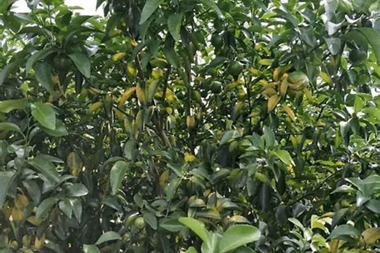 种柑橘用什么肥料最好