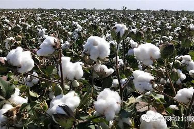 棉花的需肥规律 棉花怎么施肥能高产