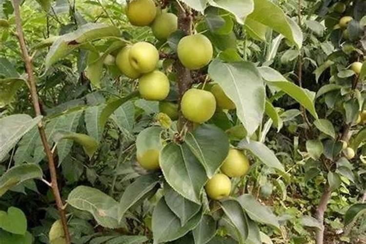 梨树施肥时间和方法