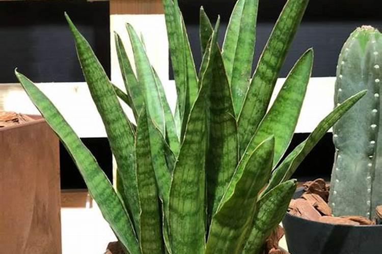 室内窗台栽培盆栽植物,8种植物不能少,好养又好看
