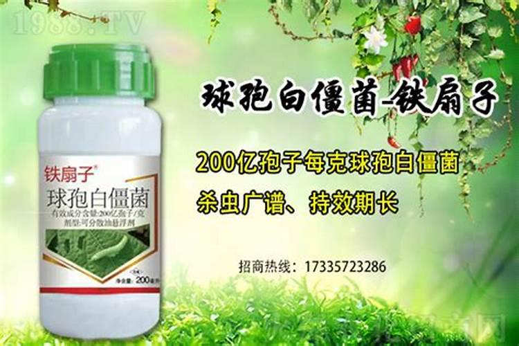 山西硝酸磷肥几天见校果