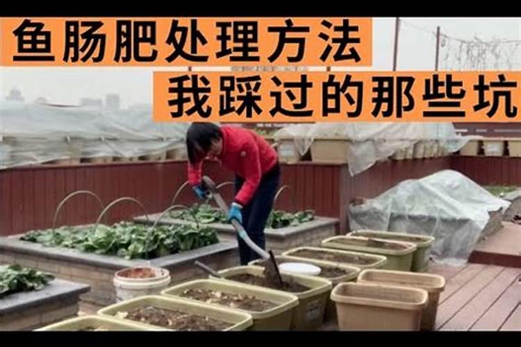 水培白掌施什么肥
