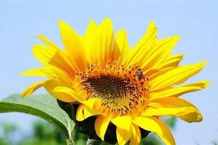 月季花哪时候施肥比较好 月季花什么时候施肥