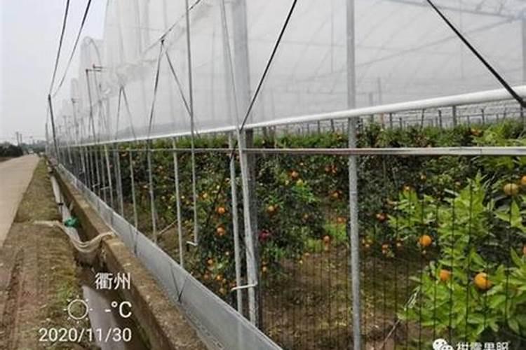 柑橘种植技术 柑橘需要怎样种植