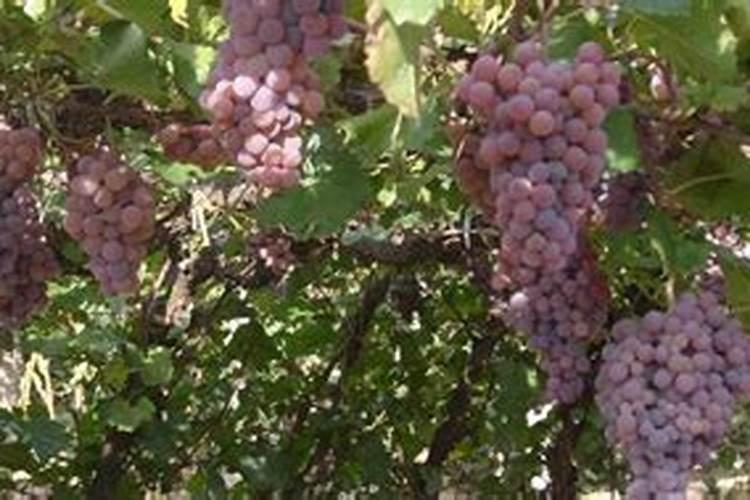 芹菜用碳酸氢铵追肥好不好(芹菜喷施用什么肥料长得快)
