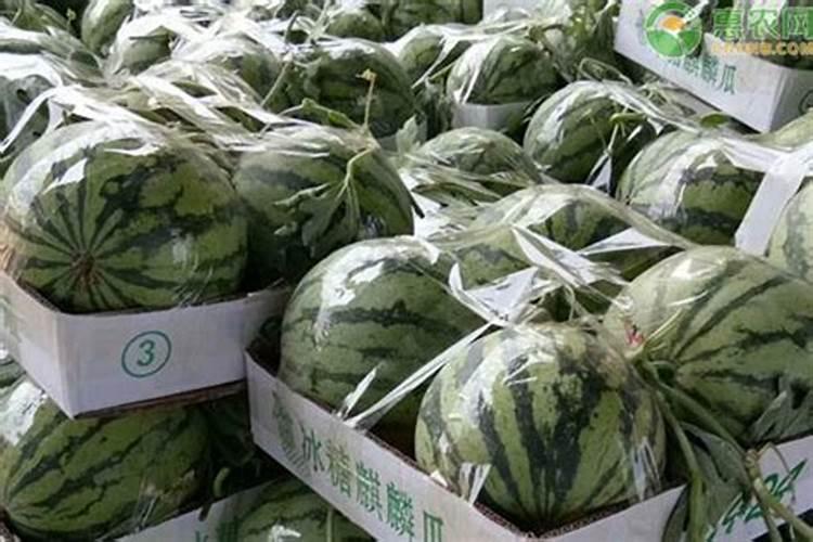 西瓜施用叶面肥需注意哪些问题？