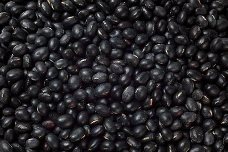 黑小豆什么时候播种合适