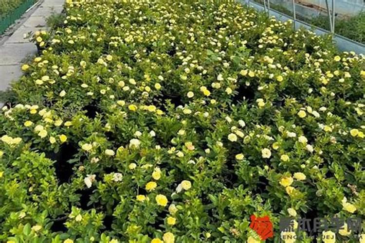 桃树盛花期能打农药吗