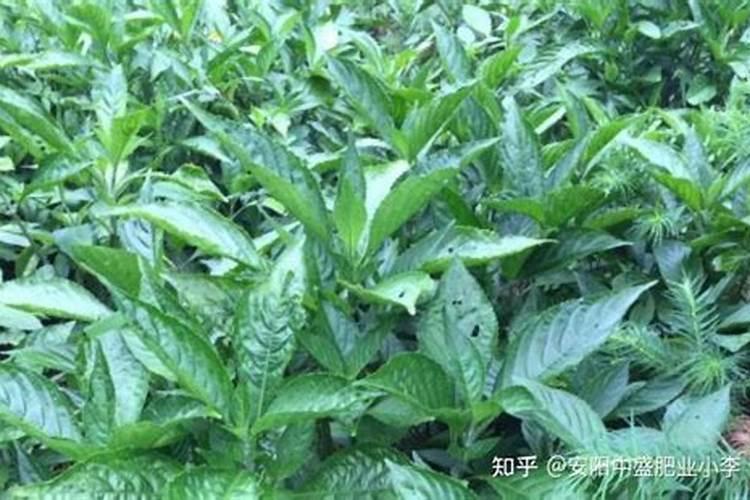 板蓝根种植技术是什么