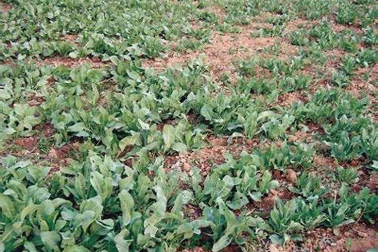 板蓝根种植技术是什么