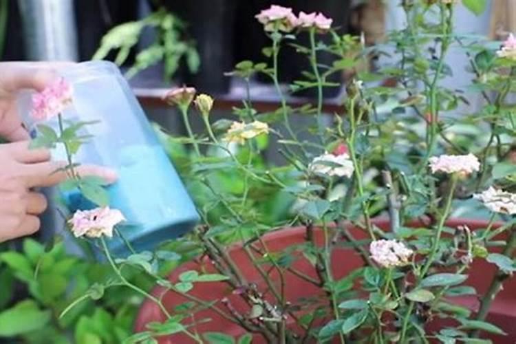 月季花施肥时间 月季花什么时候施肥