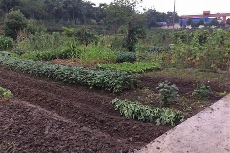 豌豆施什么肥好