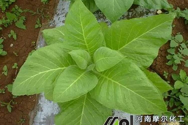 月季追肥用什么肥料好