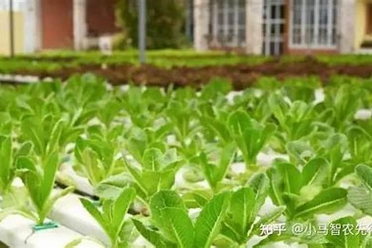 铵态氮肥化学式是什么？