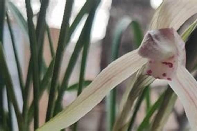 西瓜重茬 生了根腐病如何治疗和防治？