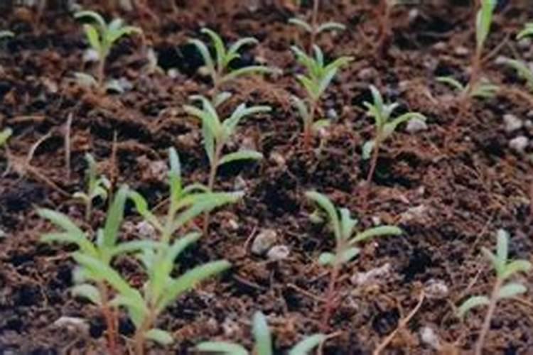 空心菜出苗后多久施肥 空心菜苗期施肥时间是多少？