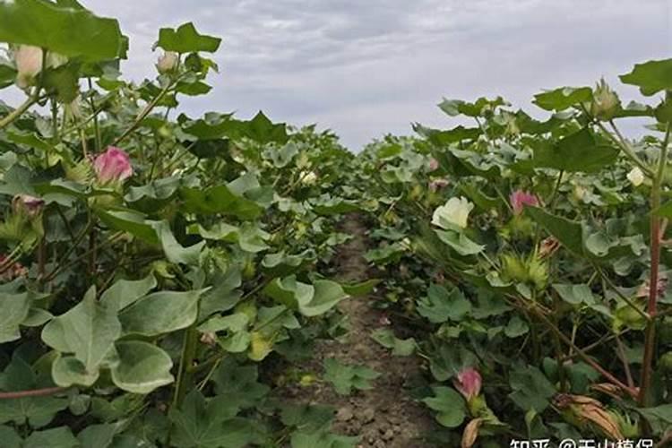 白菜打药什么时间最佳
