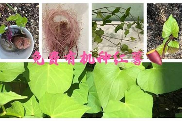 白菜苔的功效与作用