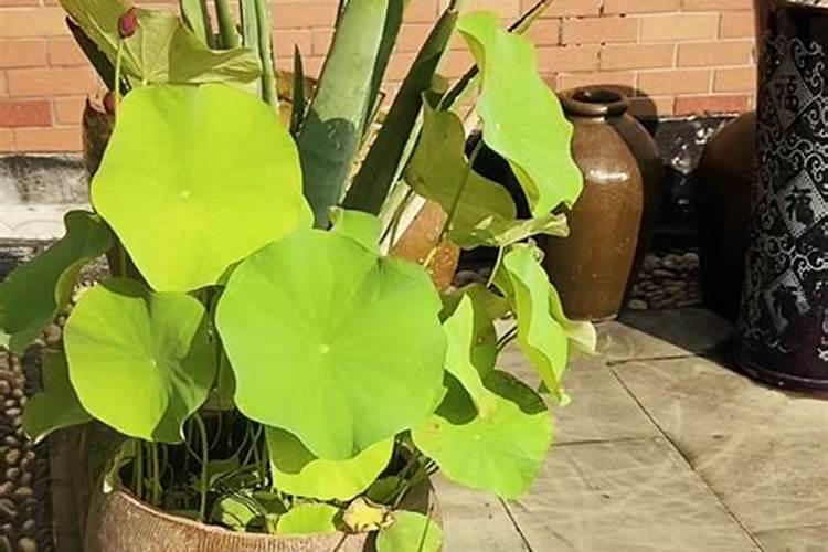棉花打什么农药