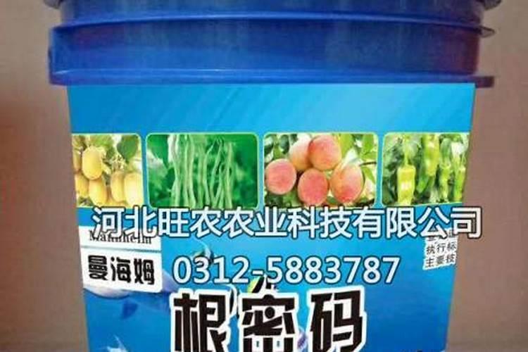 菠萝为几年生？
