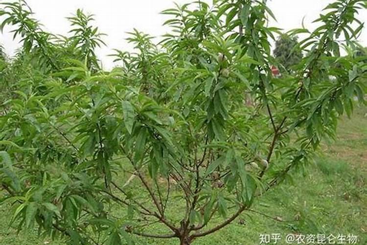磷酸二氢钾的使用方法和用量