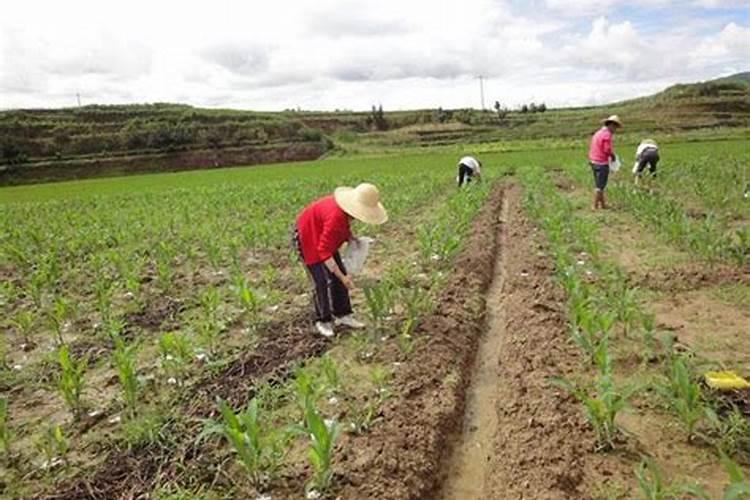 尿素可以喷施玉米吗？