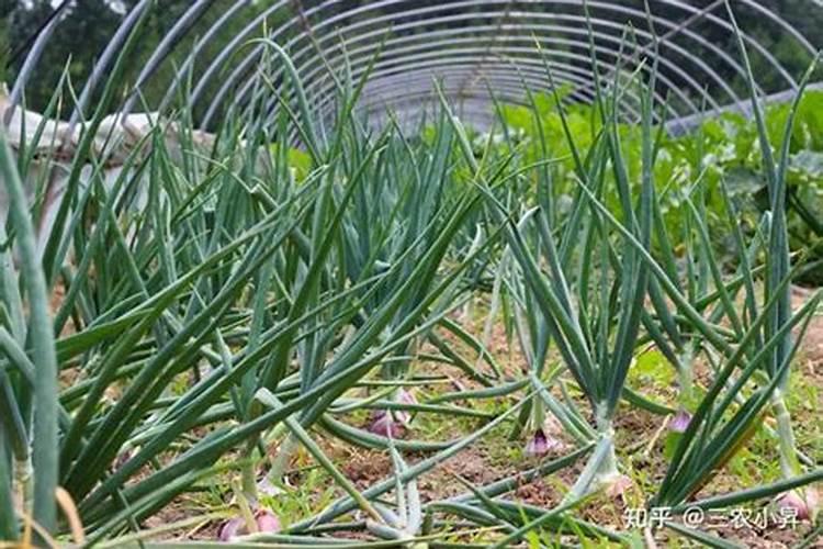 洋葱施肥用什么肥料