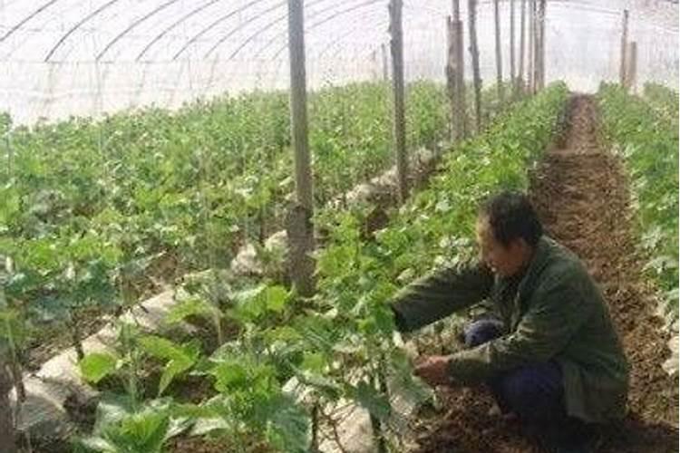瓜果蔬菜叶面肥的正确使用方法(什么时候打叶面肥好)