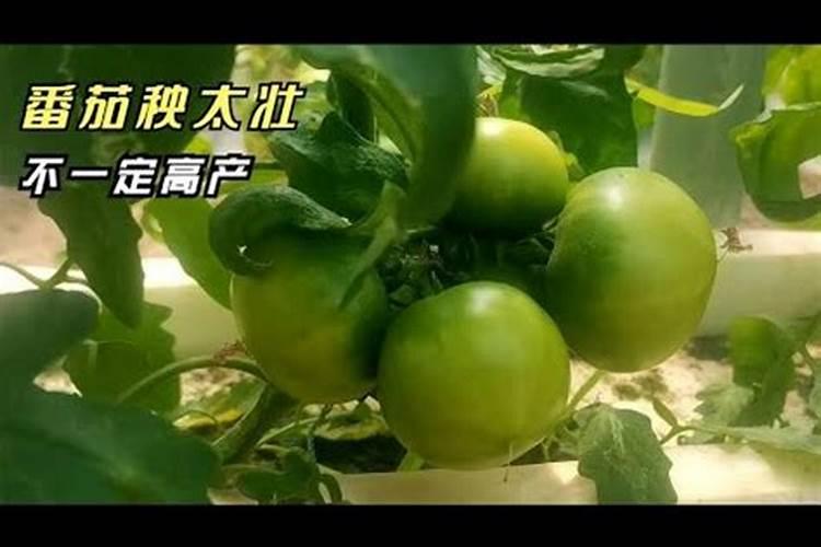 西红柿秧子打蔫怎么办
