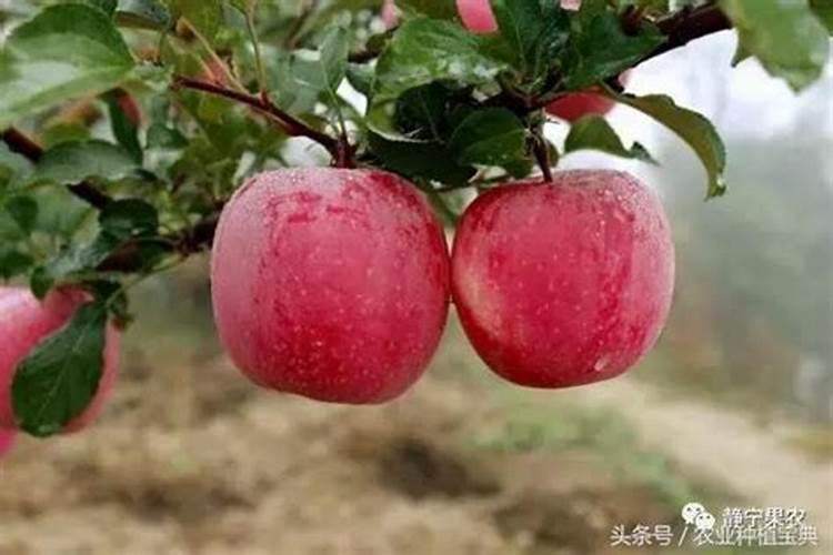 红薯怎么施肥能达到高产(种植扦插红薯高产追肥技术)