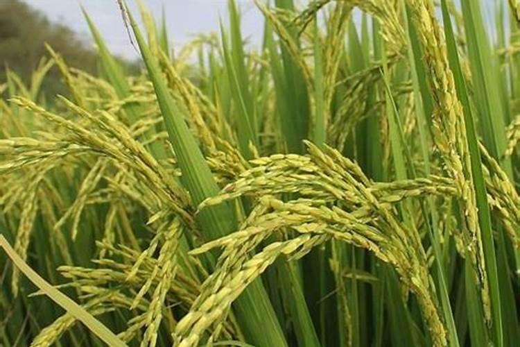 水稻粒肥什么时候施 增施钾肥在什么时间较好稻灌浆期用什么叶面肥可增产...