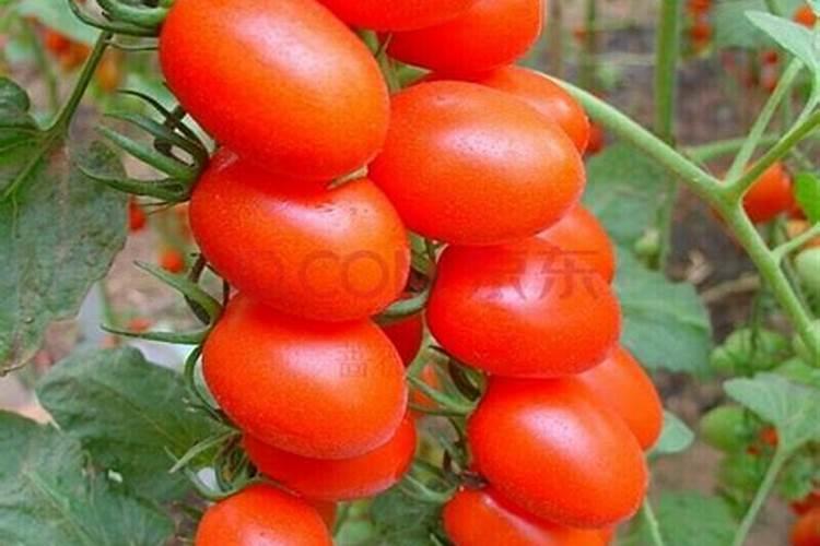 菊花开花期间怎么浇水和施肥