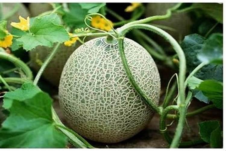 哈密瓜增甜增产施哈密瓜水溶肥的技巧