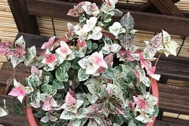 花叶络石怎么浇水,夏季高温增加浇水频率
