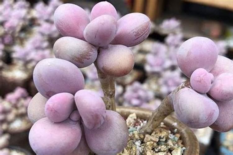 多肉植物可以用氮磷钾复合肥吗