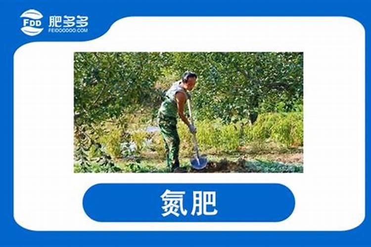 墨兰适合哪些肥料