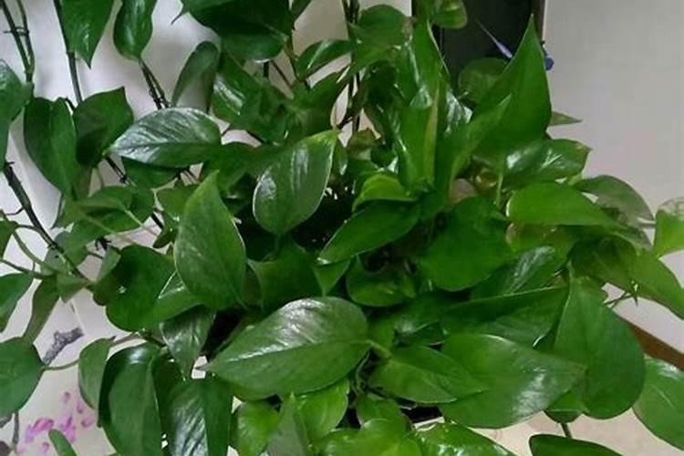 紫甘蓝种植管理技巧